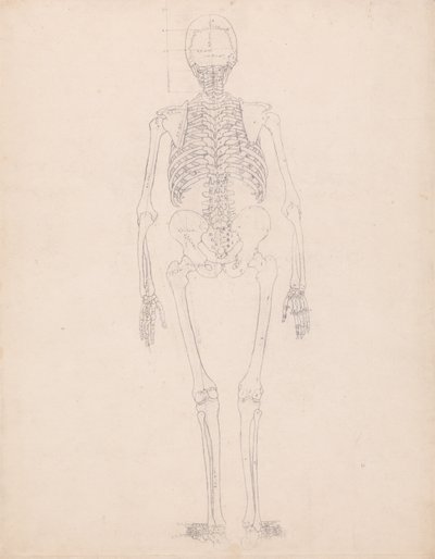 A Comparative Anatomical Exposition of the Structure of the Human Body with That of a Tiger and a Cow by George Stubbs